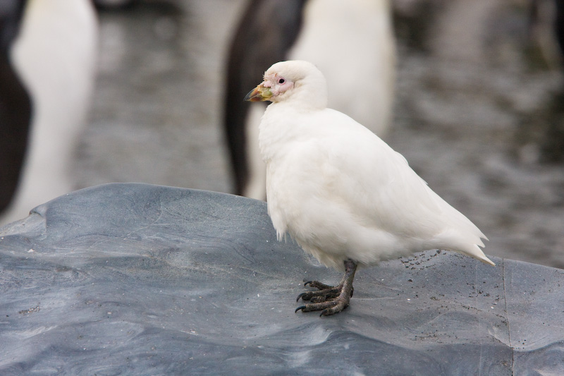 Pale-Faced Sheathbill